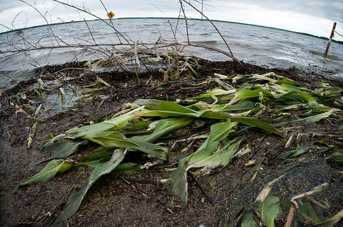 river corn flood ms dying usda asphyxiation departmentofagriculture yazoocity sartaria