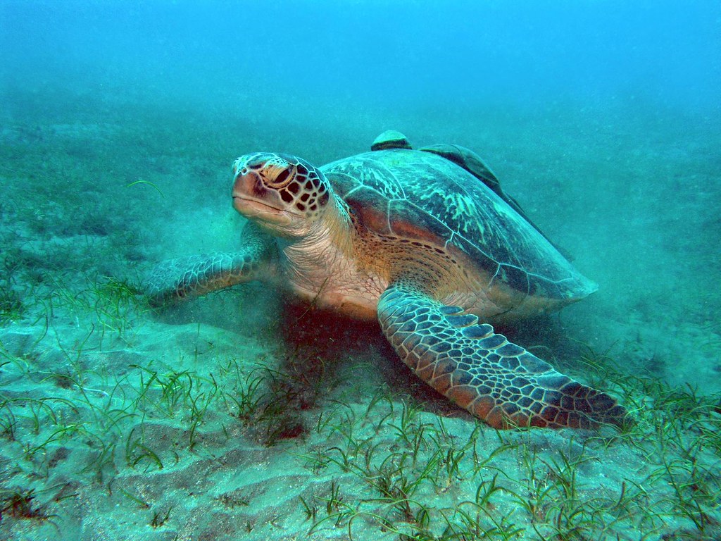 Sea turtles: Animal kingdom's greatest navigators map the world's oceans  through magnetic fields