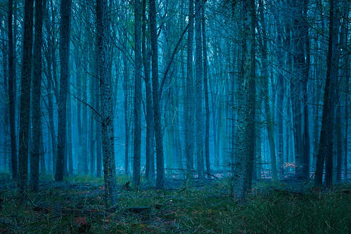blue trees light fog forest dawn twilight
