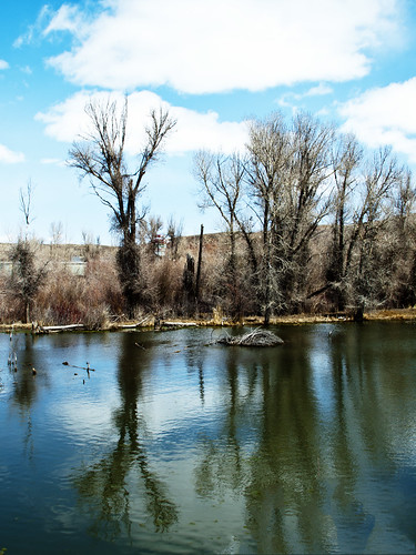 reflection water river spring wyoming evanston cottonwoods bearriver evanstonwy uintacounty evanstonwyoming bearrivergreenway