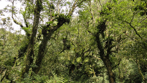 宜蘭山區霧林帶，樹上山蘇與其他蕨類密生。 (徐嘉君攝，經作者同意使用 via Flickr)