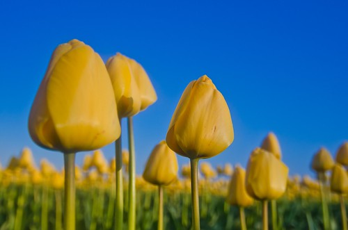 Yellow Tulips Blue Sky
