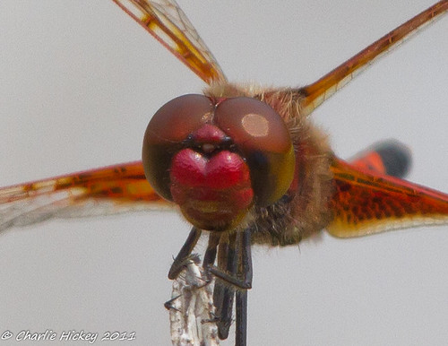 male dragonfly pennsylvania berkscounty calicopennant celithemiselisa s118 kaerchercreekpark