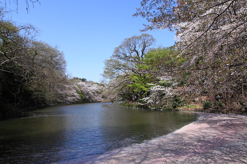spring sakura 井の頭公園