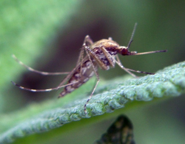 Aedes caspius 5621520335_340a07a4e8_o