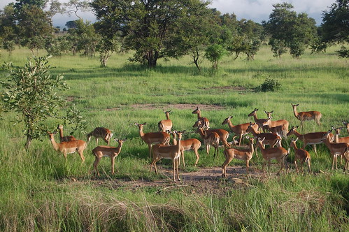 fauna mikuminationalpark kandcvisittanzania southernhighlandstzsafaris