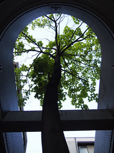 ビルの中の木