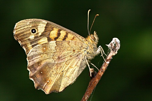 butterfly mariposa insecto bolboreta parargeaegeria bgndaxd josedelgar