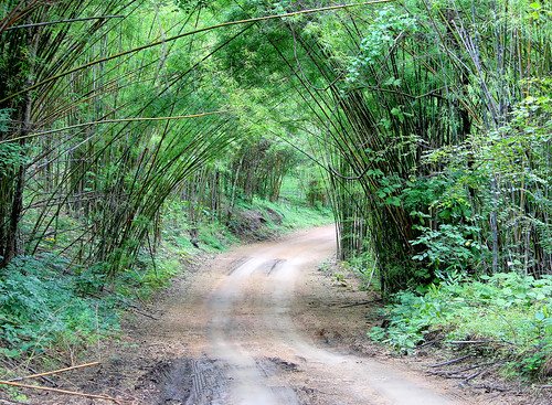 nature thailand bamboo ontheroad mountainroad earthasia worldtrekker totallythailand bambooforist