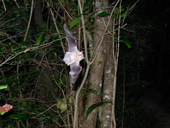 Schwartz's myotis  (Myotis martiniquensis), Presqu Ile La Caravelle, Martinique, 2005-12-23 (4 of 5).jpg