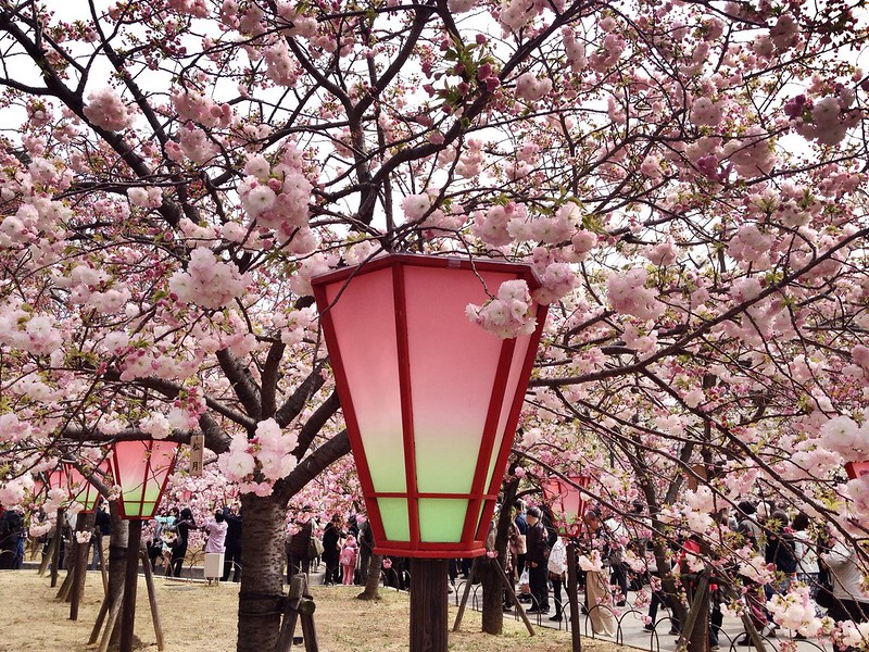 The Lamp and the Sakura @ Osaka Mint Bureau