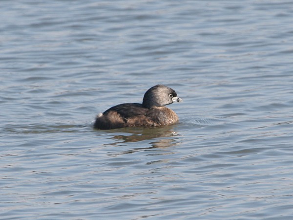 Photograph titled 'Pied-billed Grebe'