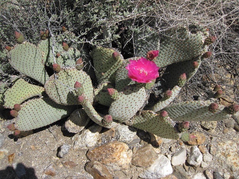 Beaver Tail Cactus with flower