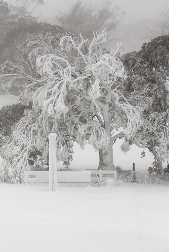 winter white snow tree landscape nsw ohhh snowymountains selwyn kosciuszkonationalpark
