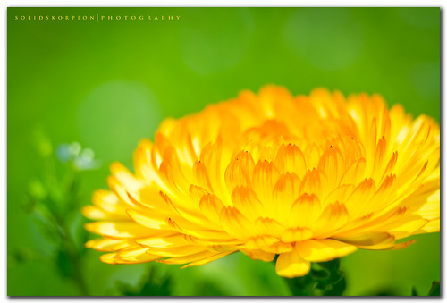 flower macro yellow flora glow taiwan 花 台灣 武陵農場 wulingfarm kenko extensiontubes 70200mmf4is