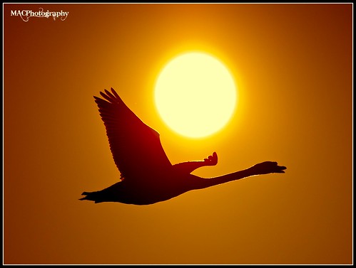 sunset birds canon eos flying flight swans worcester 500d