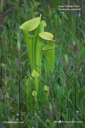 Green Pitcher Plant - Sarracenia oreophila