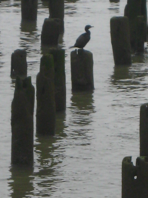 cormorant, early morning