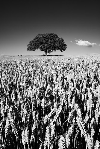 summer bw cloud tree field barley crop nottinghamshire