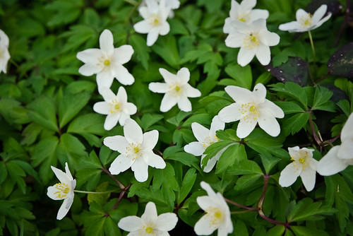 white green nature fleur spring pentax sigma vert 1770 blanc printemps forêt k10d anémonesylvie