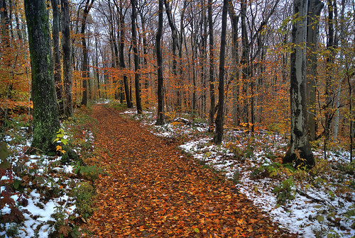 ny fall forest upstate trail fingerlakes fallsnow morganhillstateforest