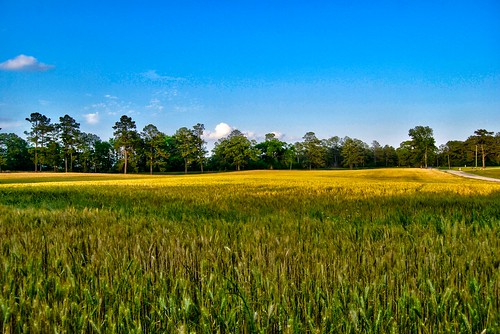 sunset sky sun field mississippi spring day wheat clear fields geotag hdr wheatfield clearday hattiesburg 2011 sumrall regionwide