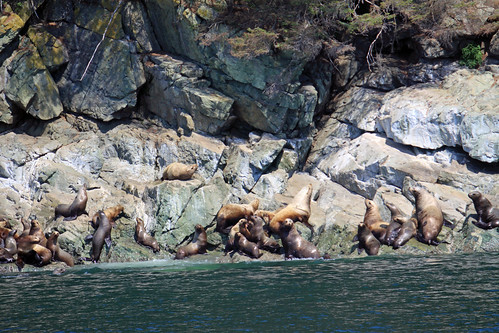 animal alaska interestingness interesting wildlife sealife juneau sealion excursion msamsterdam sobergeorge bysobergeorge