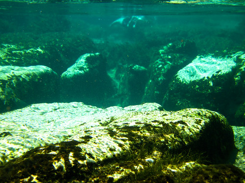 park water spring clear springs freshwater ocalanationalforest saltsprings