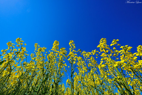blue sky green nature yellow nikon sigma natura cielo fiori prato 816 d90