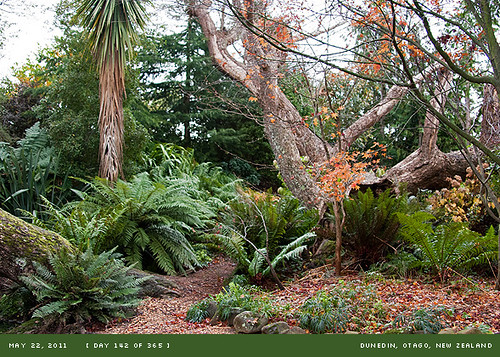 autumn newzealand fall garden otago dunedin project365 may365 wyldewillow