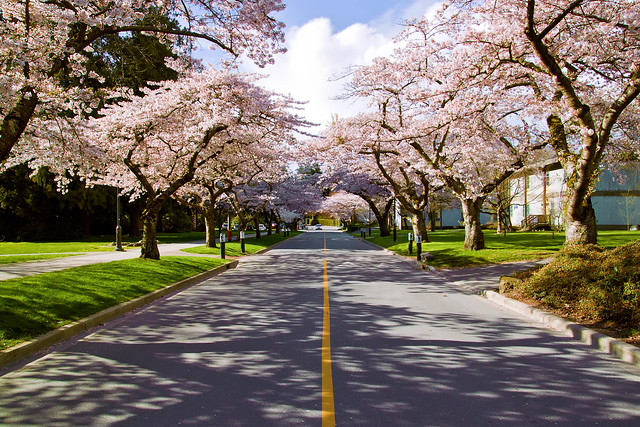 Cherry Blossoms Path