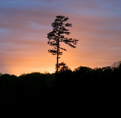 sunset sky tree pinetree clouds evening glow farm northcarolina hdr lastlight photomatixpro handheldhdr perfectsunsetssunrisesandskys efs1855mmf3556islens daviecountync canoneosrebelt1i