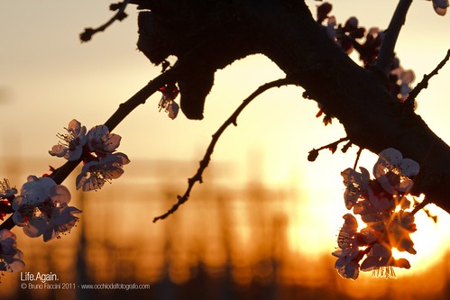 flowers light sunset sun primavera spring tramonto sole luce controluce composizionesulladiagonale