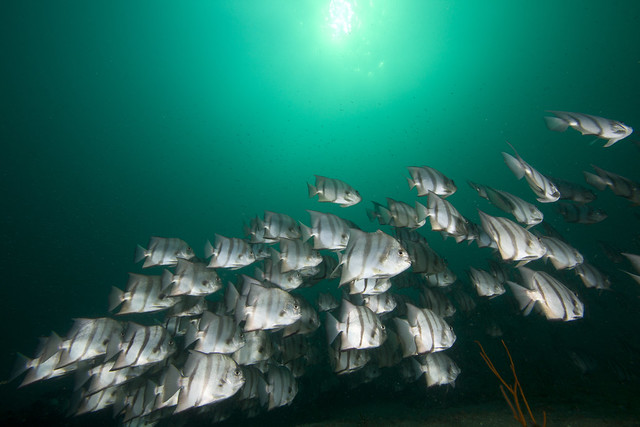School of Spadefishes