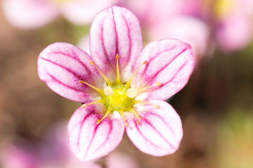 pink summer flower macro nature closeup tripod natur rosa blomma pollen makro sommar stativ närbild närbilder utomhus sal100m28