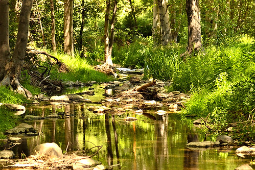 california trees mountain mountains tree nature water creek forest landscape pond nikon san crestline stream southern shade bernardino waterscape d3100