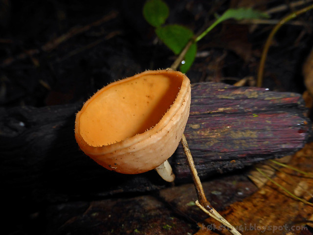 07 Bukit Serumbu Cookeina Sulcipes (Scarlet Cup Mushroom)