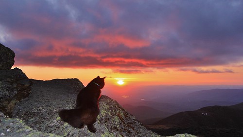 park new sunset pet white mountains june standing cat canon washington friend kitten rocks mt state watching kitty peak nh hampshire buddy presidential mascot mount observatory summit mm marty range viewing obs 2014 1755 mwo presidentials 1755mm canonefs1755mmf28isusm 60d