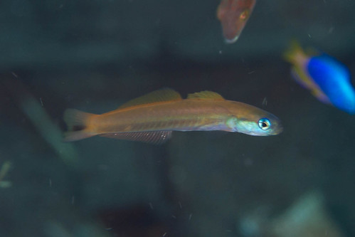 indonesia unknown komodo dartfish bontohreef