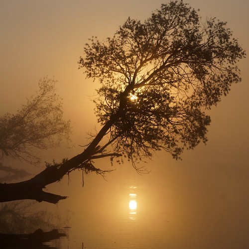 polska poland przyroda nature wierzba willow wschód wschódsłońca sunrise wartamouth ujściewarty