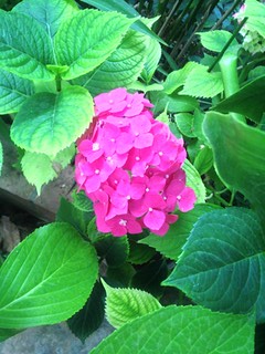 Un'ortensia fiorita in giardino