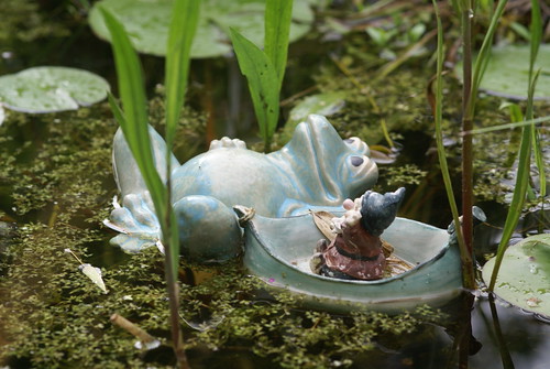lake plant water june fun leaf dwarf sunday drop frog aquaticplants 2011 biotope renateeichert resilu