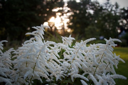 sunset stanleypark whiteflowers