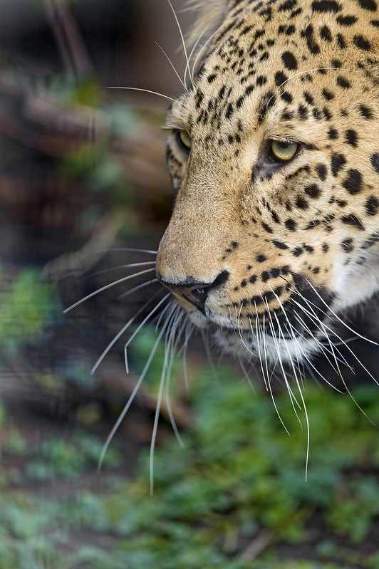 The male leopard a bit cut...