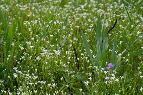 white flower purple
