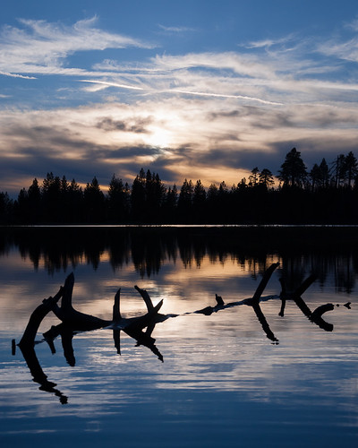 california sunset silhouette unitedstates driftwood pinetrees annulareclipse manzanitalake