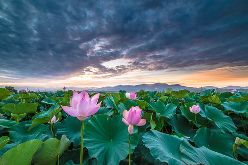 sunrise nikon day lotus cloudy taiwan 台南 f28 荷花 日出 d600 雲彩 白河 14mm 火燒雲 samyang 竹子門