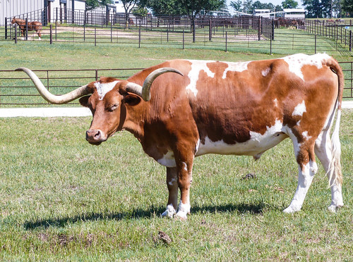 texas outdoor bulls longhorns