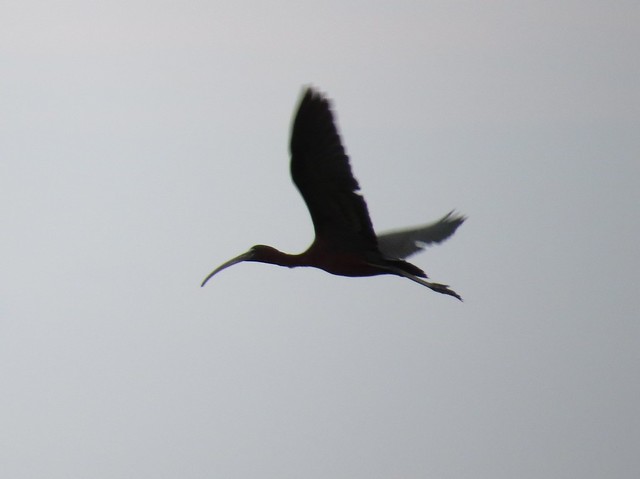Glossy Ibis (unedited) at Emiquon National Wildlife Refuge in Fulton County, IL