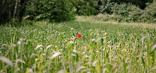 trees red england flower green nature grass 35mm one alone dof center depthoffield poppy lonely lonesome wandleburycountrypark nikond5100